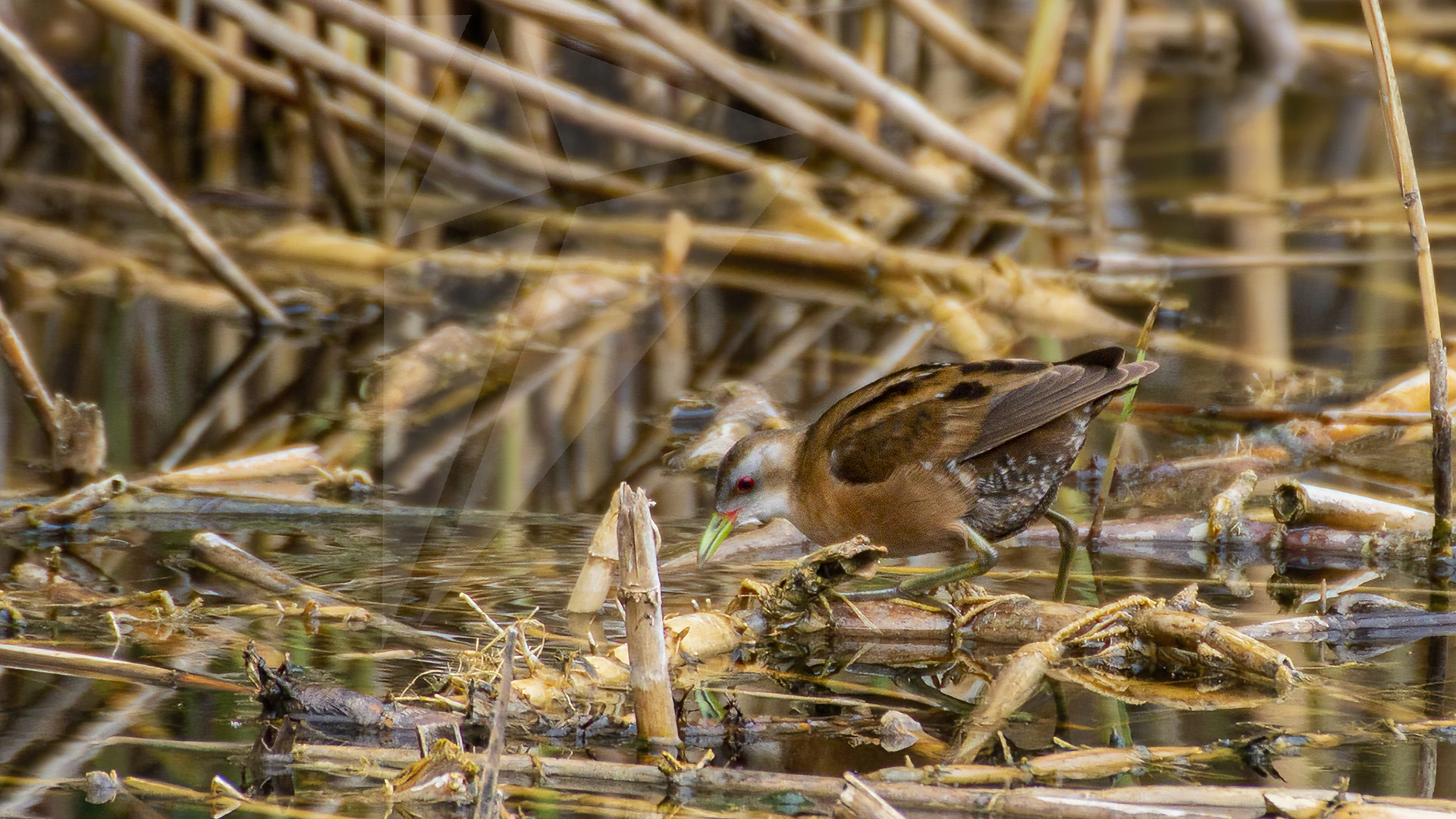 Little Crake